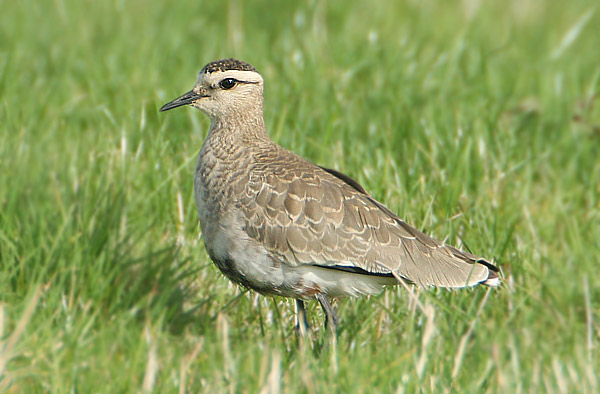 Sociable Plover