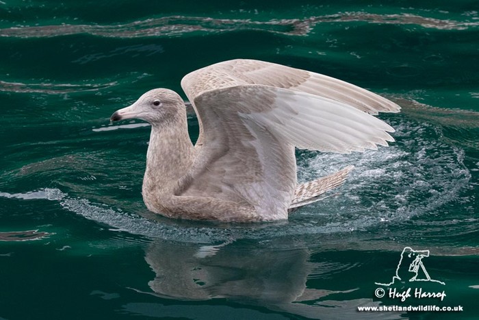 Glaucous Gull