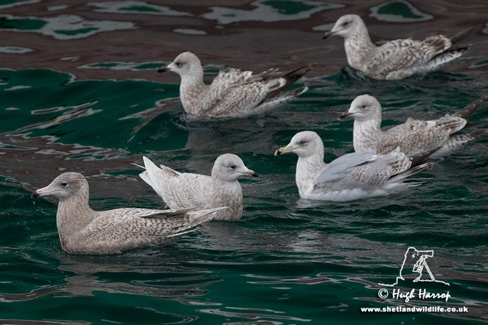 Glaucous Gull