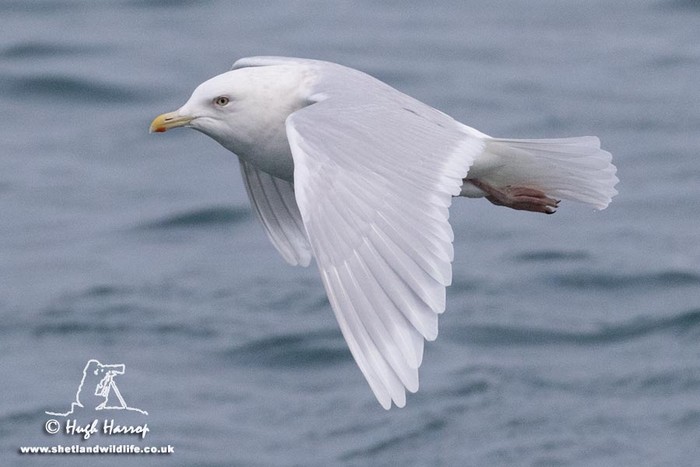 Iceland Gull