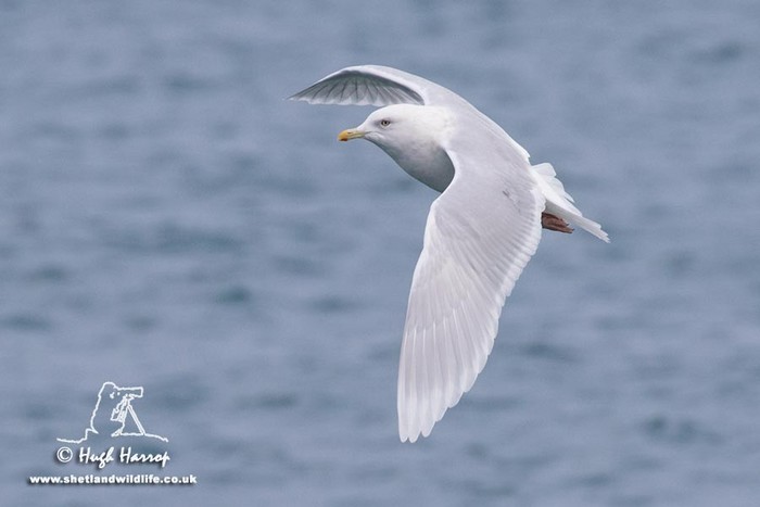 Iceland Gull