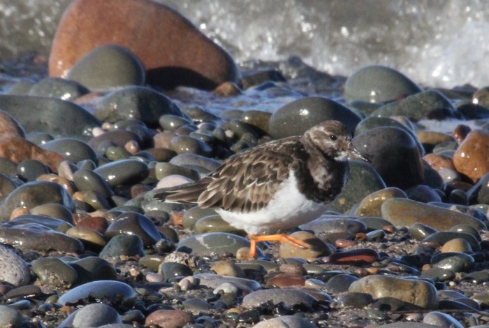 Turnstone