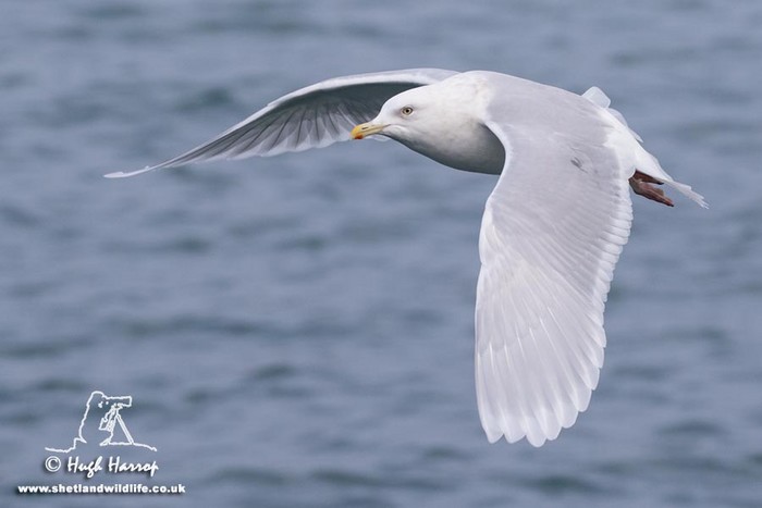 Iceland Gull