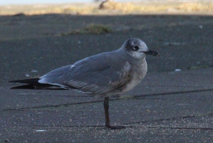 Laughing Gull