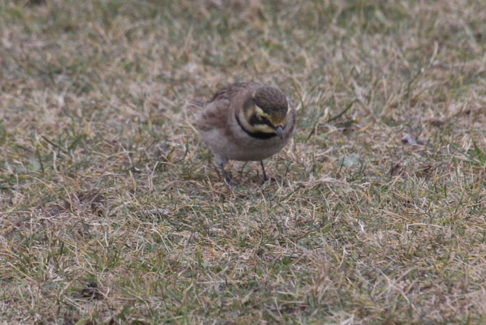 Shorelark