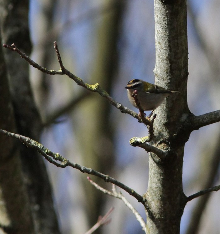 Firecrest