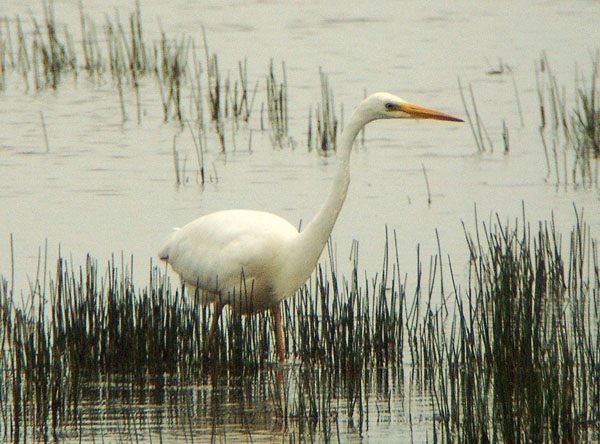 Great White Egret