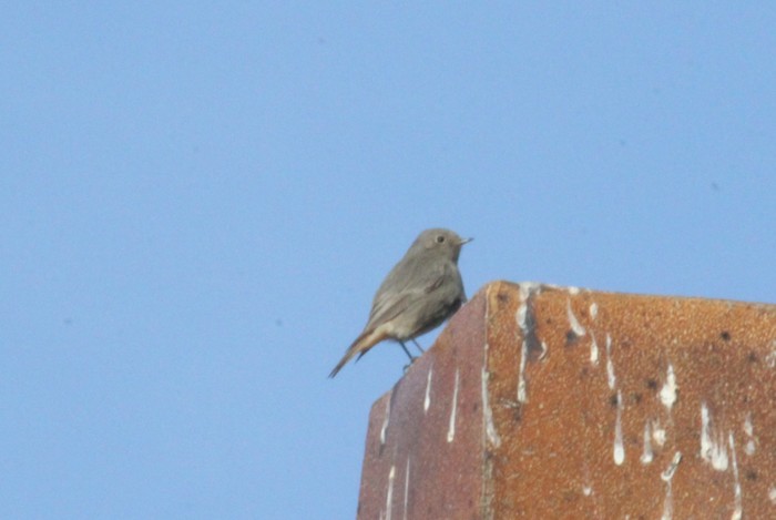 Black Redstart
