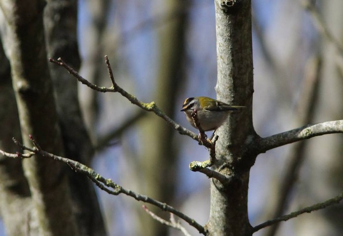 Firecrest