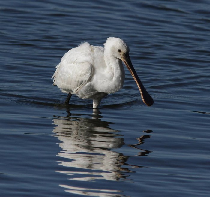 Spoonbill