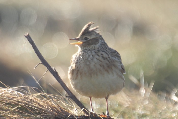 Skylark