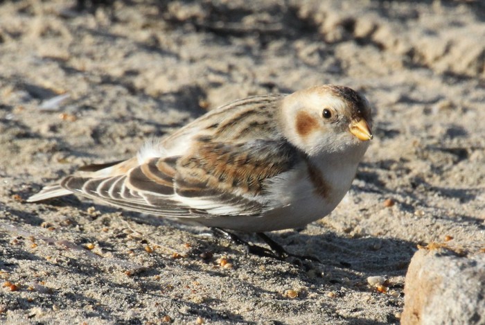 Snow Bunting