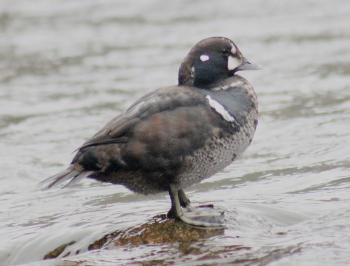 Harlequin Duck