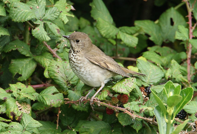 Grey-cheeked Thrush