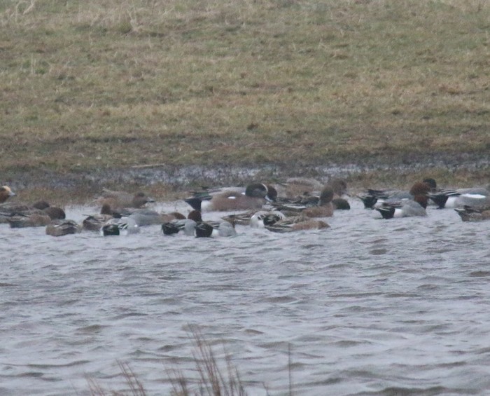 American Wigeon