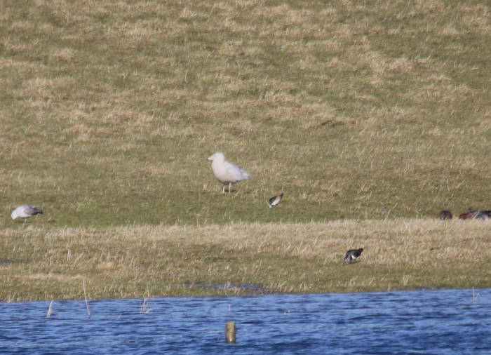 Glaucous Gull