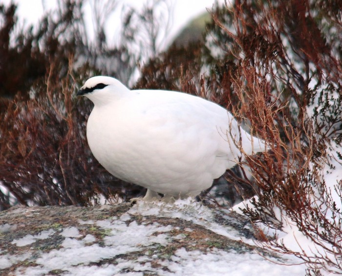 Ptarmigan