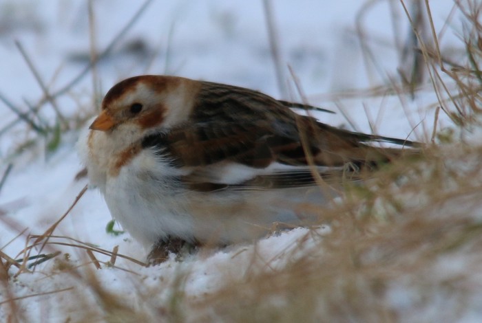 Snow Bunting