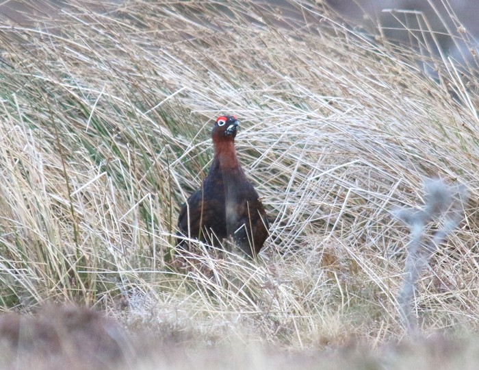 Red Grouse