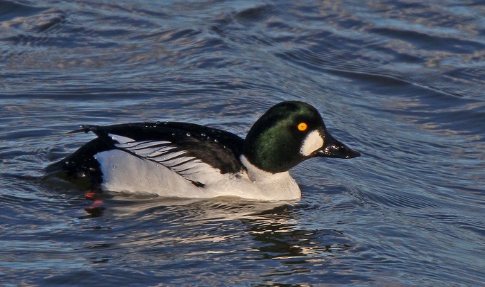 Goldeneye