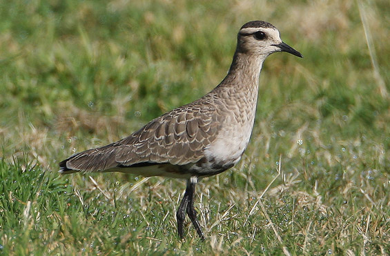 Sociable Plover