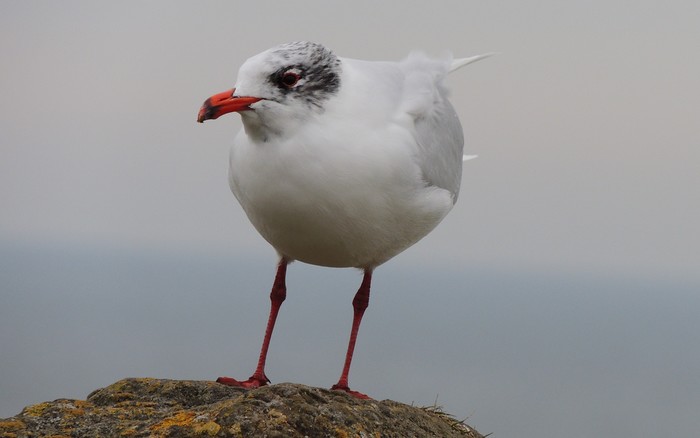 Mediterranean Gull