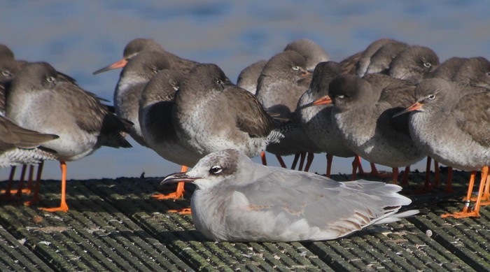 Laughing Gull