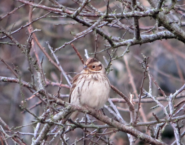 Little Bunting