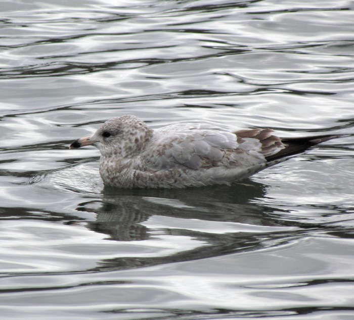 Ring-billed Gull