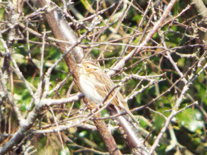 Little bunting