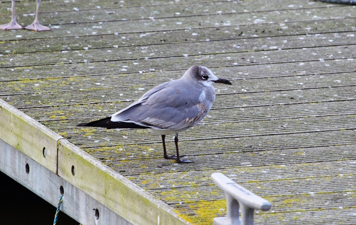 Laughing Gull