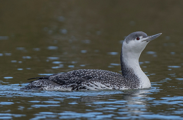 Red-throated Diver