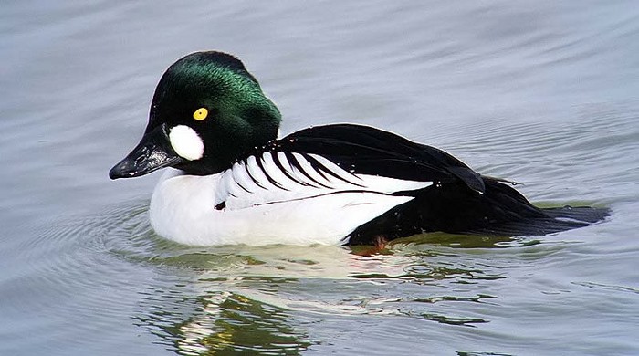 goldeneye