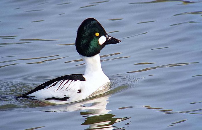 Goldeneye