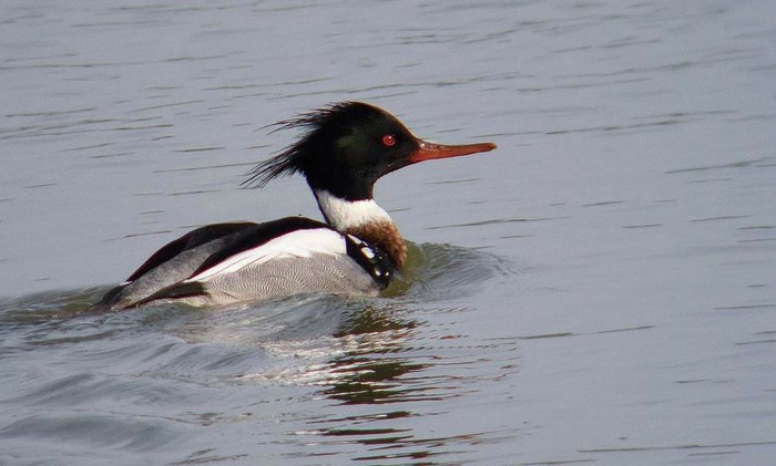 Red-breasted Merganser