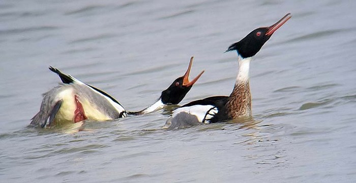 Red-breasted Merganser