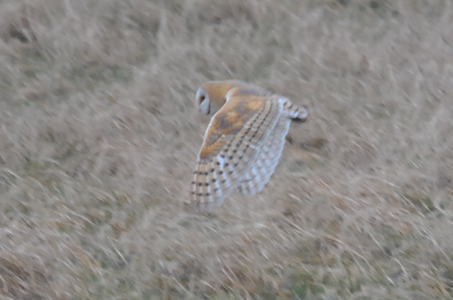 Barn Owl