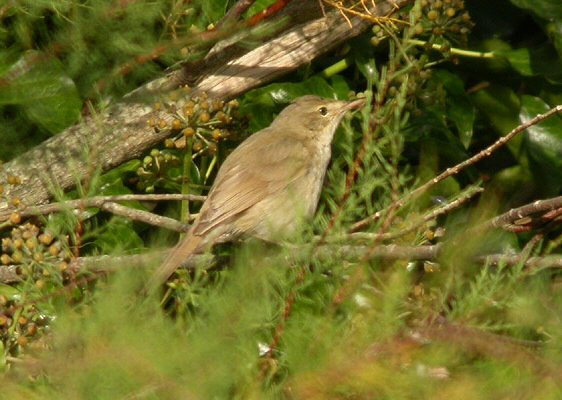 Blyth's Reed Warbler