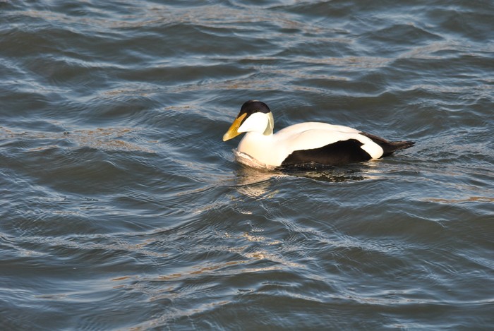 Eider