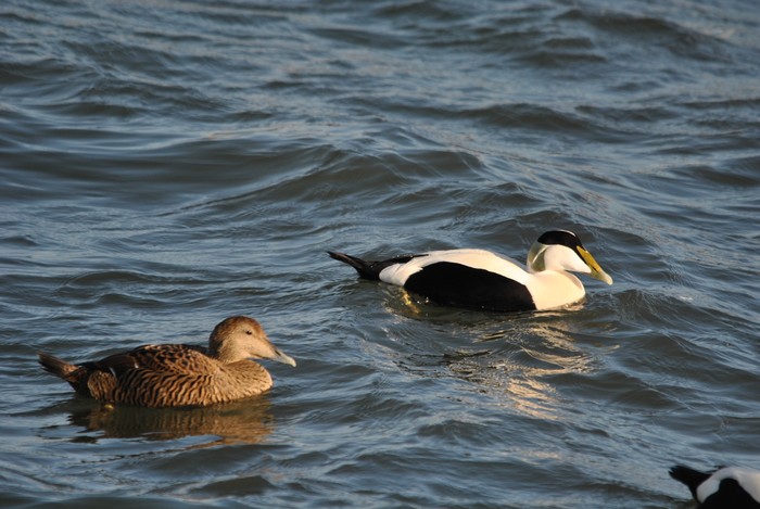 Eider