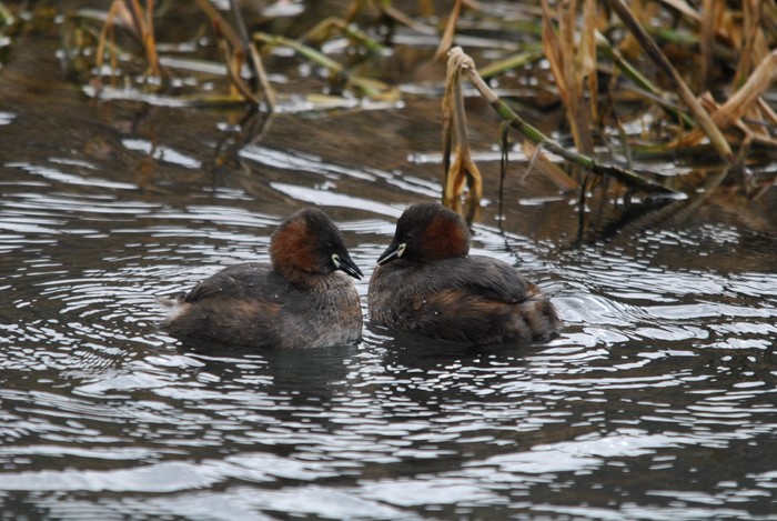 Little Grebe