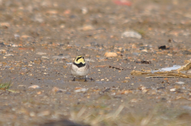 Shorelark