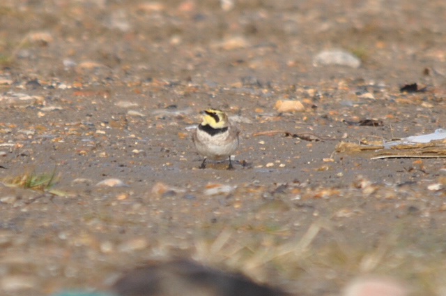 Shorelark