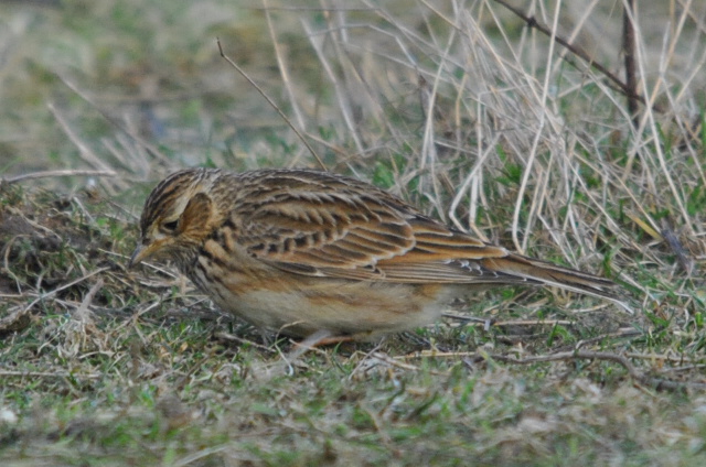 Skylark