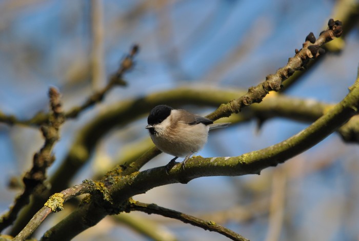 Willow Tit