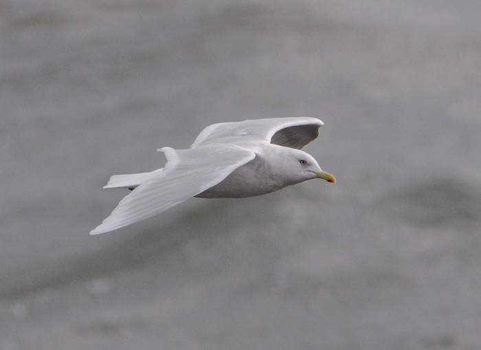 Iceland Gull