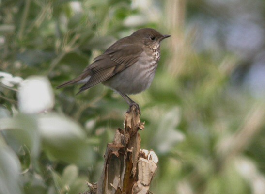 Grey-cheeked Thrush