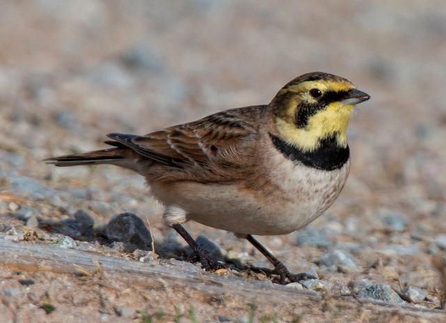 Shorelark