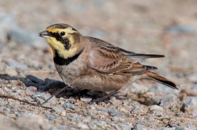 Shorelark