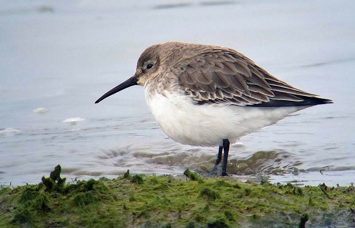 Dunlin